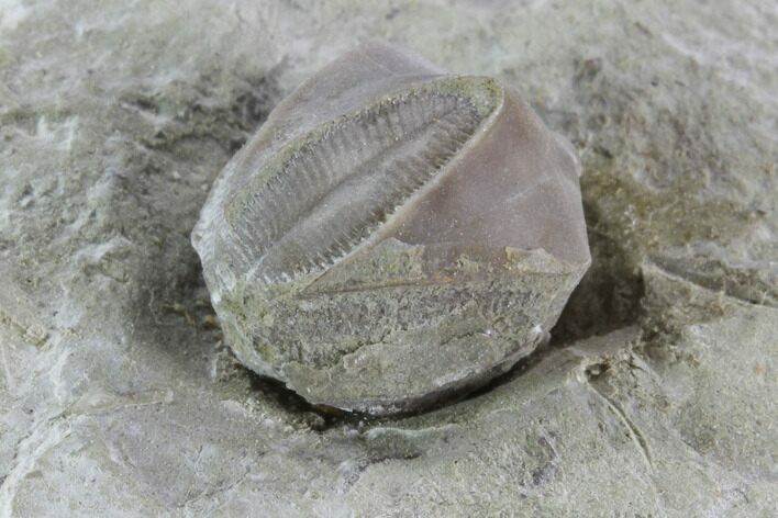 Blastoid (Pentremites) Fossil - Illinois #92234